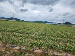 박종권님의 마늘 · 영농일지 작성글 사진