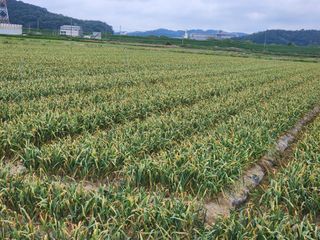 박종권님의 마늘 · 영농일지 작성글 사진