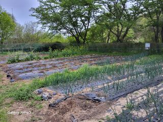 이효순님의 고추 · 영농일지 작성글 사진