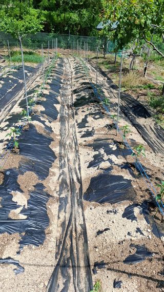 단감님의 기타작물 · 영농일지 작성글 사진