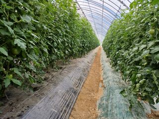 전원수님의 토마토 · 영농일지 작성글 사진