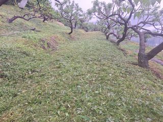정희군님의 복숭아 · 영농일지 작성글 사진