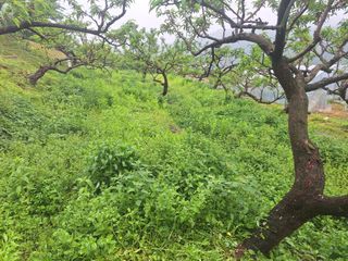 정희군님의 복숭아 · 영농일지 작성글 사진