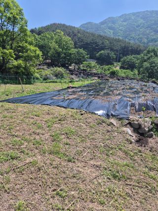 시골농부뜨돌이님의 기타작물 · 영농일지 작성글 사진