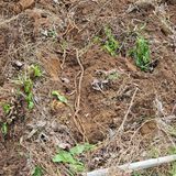 팜모닝 기타작물·영농일지 게시글 이미지