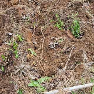 이주환님의 기타작물 · 영농일지 작성글 사진