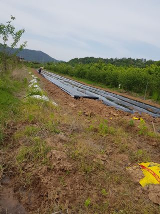 토마토님의 기타작물 · 영농일지 작성글 사진