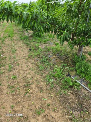 전수노김이곤님의 복숭아 · 영농일지 작성글 사진