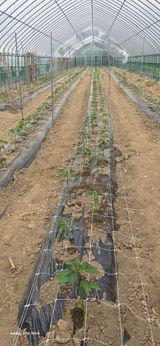 팜모닝 감자·영농일지 게시글 이미지