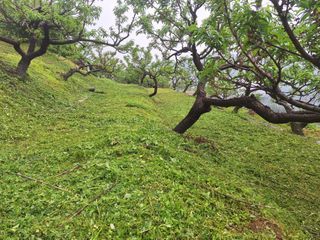 정희군님의 복숭아 · 영농일지 작성글 사진