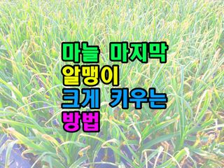 꿈꾸는텃밭님의 마늘 · 영농일지 작성글 사진