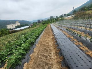 김영숙님의 참깨 · 영농일지 작성글 사진