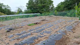 단감님의 기타작물 · 영농일지 작성글 사진