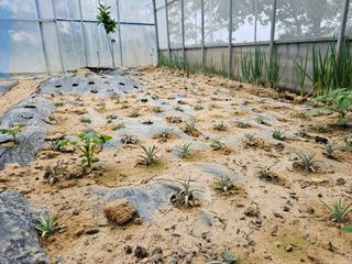 보리수치유농장님의 기타작물 · 영농일지 작성글 사진