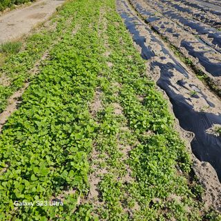 박용열조물주님 님의 기타작물 · 영농일지 작성글 사진