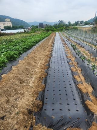 김영숙님의 참깨 · 영농일지 작성글 사진
