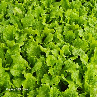 박용열조물주님 님의 기타작물 · 영농일지 작성글 사진