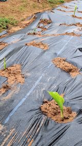 팜모닝 기타작물·영농일지 게시글 이미지