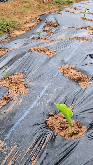 김하동 님의 기타작물 · 영농일지 작성글 사진