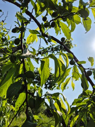 천운산님의 복숭아 · 영농일지 작성글 사진