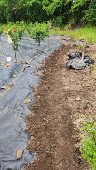 정헌경님의 기타작물 · 영농일지 작성글 사진