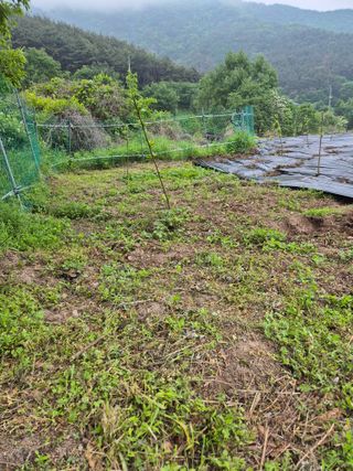 시골농부뜨돌이님의 기타작물 · 영농일지 작성글 사진