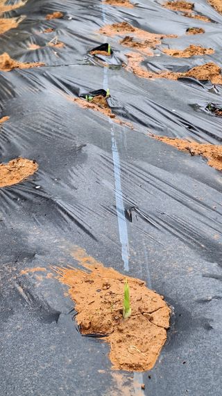 김하동 님의 기타작물 · 영농일지 작성글 사진