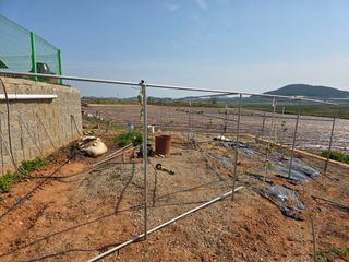 도란도란(창순안)님의 포도 · 영농일지 작성글 사진