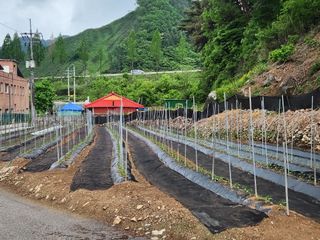 금옥길24님의 기타작물 · 영농일지 작성글 사진