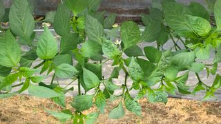 권병국님의 고추 · 영농일지 작성글 사진