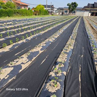 박용열조물주님 님의 기타작물 · 영농일지 작성글 사진