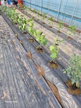 팜모닝 고추·영농일지 게시글 이미지