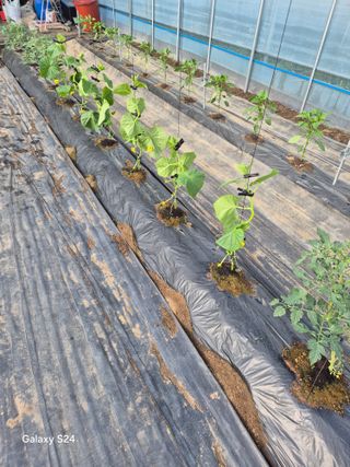 한양희님의 고추 · 영농일지 작성글 사진