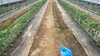 권병국님의 고추 · 영농일지 작성글 사진