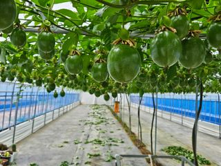 박미라님의 기타작물 · 영농일지 작성글 사진