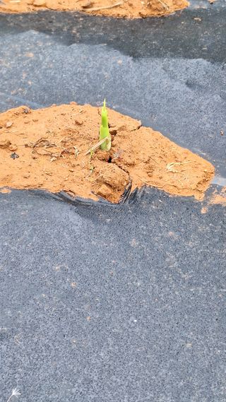 김하동 님의 기타작물 · 영농일지 작성글 사진