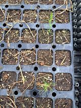 팜모닝 기타작물·영농일지 게시글 이미지