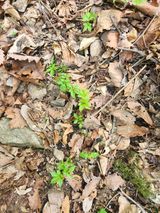 팜모닝 기타작물·영농일지 게시글 이미지