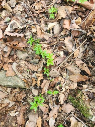 방태산용님의 기타작물 · 영농일지 작성글 사진