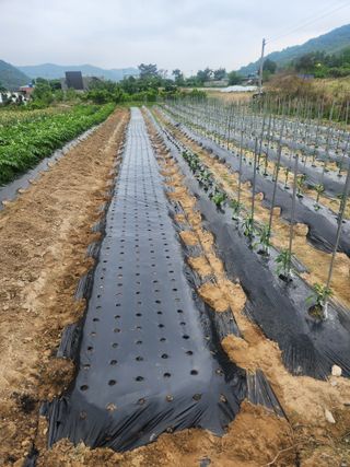 김영숙님의 참깨 · 영농일지 작성글 사진