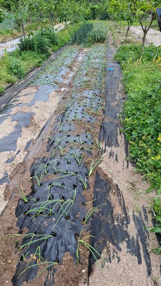 단감님의 기타작물 · 영농일지 작성글 사진