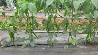 권병국님의 고추 · 영농일지 작성글 사진