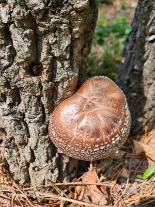 헤라여신^^♡님의 버섯 · 영농일지 작성글 사진