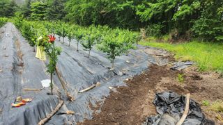 정헌경님의 기타작물 · 영농일지 작성글 사진