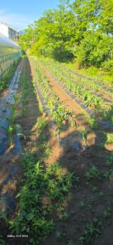 팜모닝 감자·영농일지 게시글 이미지