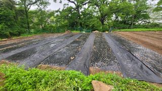 서초농원님의 기타작물 · 영농일지 작성글 사진