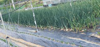 박상중님의 마늘 · 영농일지 작성글 사진