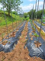 팜모닝 옥수수·영농일지 게시글 이미지