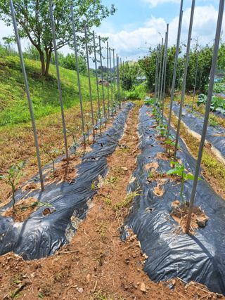 정희군님의 옥수수 · 영농일지 작성글 사진