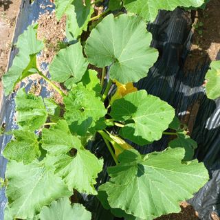 김건우님의 기타작물 · 영농일지 작성글 사진